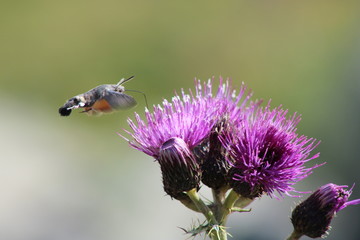 pigeon tail butterfly