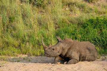 white rhinoceros in the wild - 314893208
