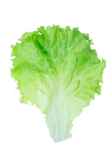 Salad leaf. Lettuce isolated on white background with clipping path.