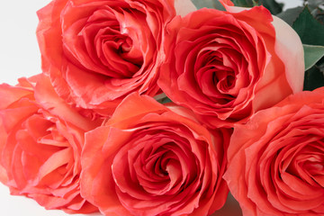 bouquet of pink roses flower blooming on white background