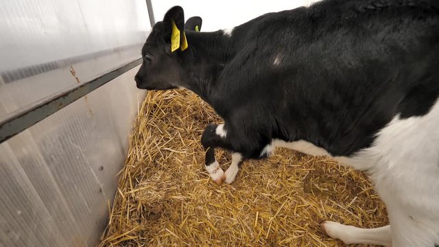 Calf resting on the hay and was afraid of camera