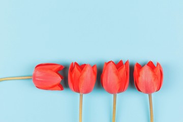four red tulips on a blue background with copy space