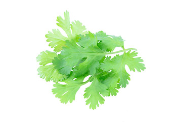 Coriander leaf isolated on white background with clipping path.