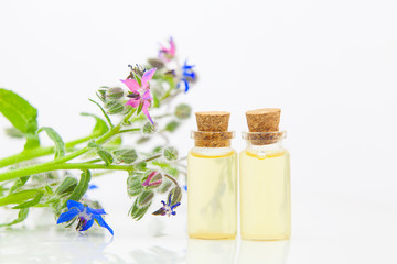 Fototapeta na wymiar borago essential oil in beautiful bottle on White background