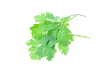 Coriander leaf isolated on white background with clipping path.