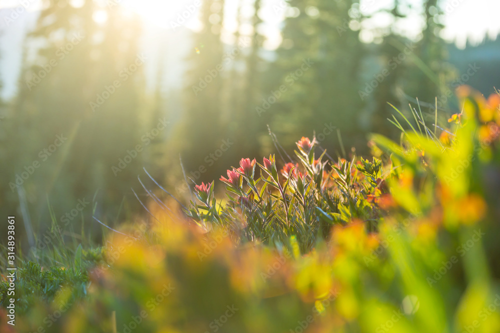 Canvas Prints mountains meadow