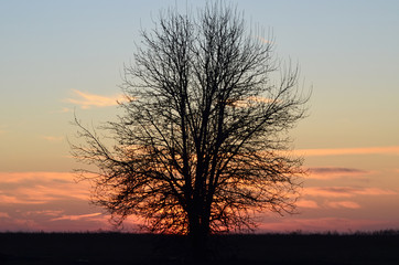 Sunset sky in the evening and silhouette of  old tree, picturesque cover,photo
