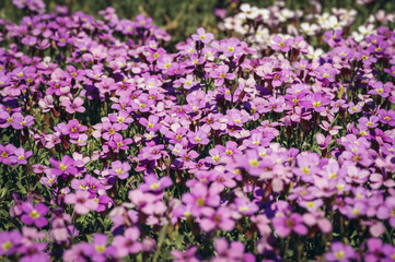 Naklejka premium Aubrieta deltoidea flowering plant in the mustard family commonly known as lilacbush, purple rock cress or rainbow rock cress