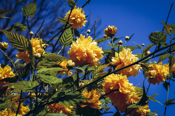 Close up on a yellow flowers of Kerria japonica deciduous shrub in the rose family Rosaceae