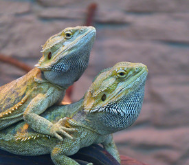 Bearded agama (Lat. Pogona barbata)