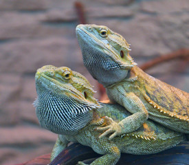 Bearded agama (Lat. Pogona barbata)