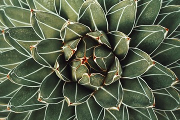 cactus in garden