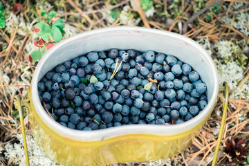 Fresh blueberries hand picked on swamp in an army bowler hat.