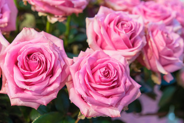 Beautiful pink rose in a garden