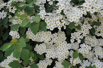 blühende Hecke