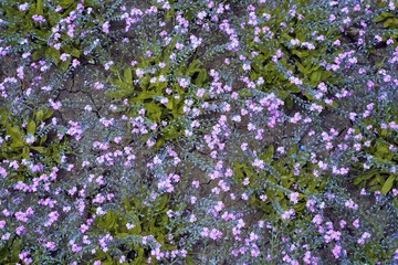 Fototapeta premium purple flowers in the garden