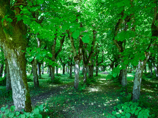 landscape with linden avenue in the old manor park