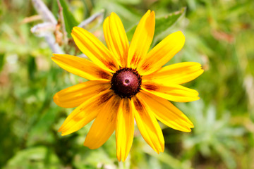 Rudbeckie flower with brown center and yellow petals, close-up