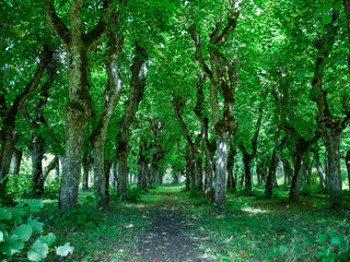 landscape with linden avenue in the old manor park
