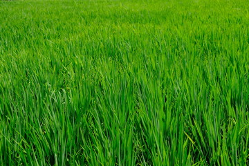 Rice field with a smooth green cover.