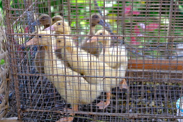 Undergrown yellow ducklings in a cage. 