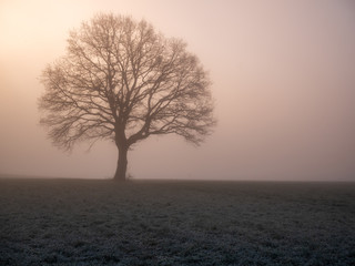 Fototapeta na wymiar Baum im Nebel