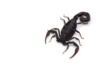 African venom Scorpion isolated on white background