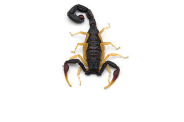 African venom Scorpion isolated on white background