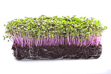 microgreens sprouts - healthy and fresh food