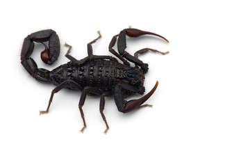 African venom Scorpion isolated on white background
