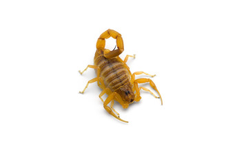 African venom Scorpion isolated on white background