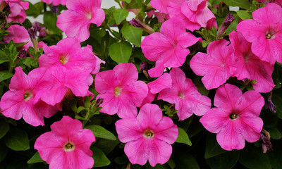 Flowering petunia