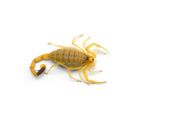 African venom Scorpion isolated on white background