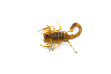African venom Scorpion isolated on white background