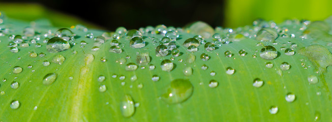 Beautiful green leaf with drops of water