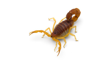 African venom Scorpion isolated on white background