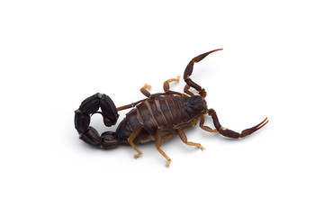 African venom Scorpion isolated on white background