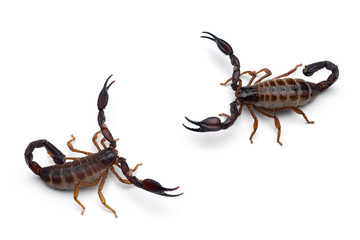 African venom Scorpion isolated on white background