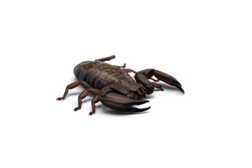 African venom Scorpion isolated on white background