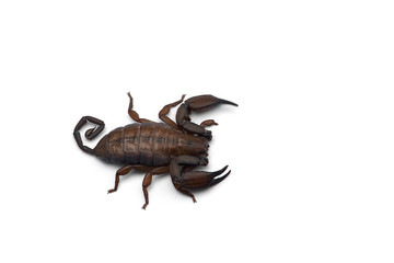 African venom Scorpion isolated on white background