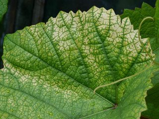 picture with grape leaf texture, close-up view