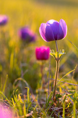 Anemone coronaria, various colors, in a field. Backlight.