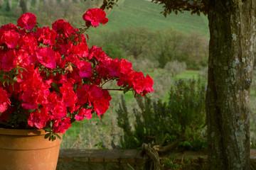 Azaleas red flowers, in a clay pot. Tuscan landscape in the background.