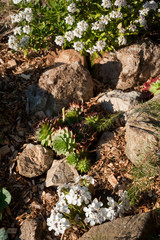 Sempervivum in a rock garden. Close up.