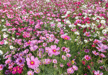 Fototapeta premium Beautiful cosmos flowers blooming in cosmos field