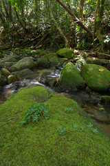Stone covered with moss in tropical rainforest