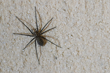 Araignée