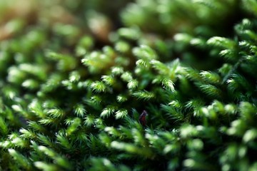 Mousse Macro