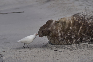Pale-faced Sheathbill (Chionis albus) picking bits of flesh from the battle damaged head of a male...