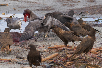 Southern Giant Petrel (Macronectes giganteus), Northern Giant Petrel (Macronectes halli) and Striated Caracara feeding on the carcass of a Southern Elephant Seal on Sea Lion Island in the Falklands